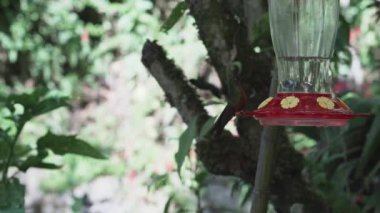 Peru 'nun And Dağları' ndaki Revash yakınlarındaki yağmur ormanlarındaki bir besleyicinin etrafında uçan hızlı ve küçük vızıldayan kuşlar..