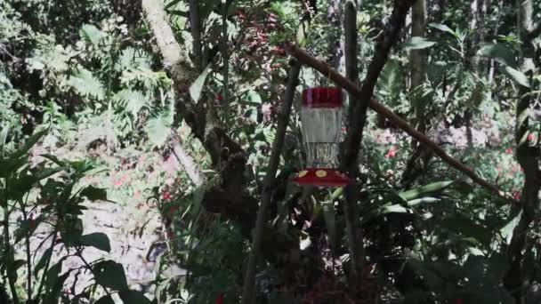 Aves Zumbadoras Rápidas Diminutas Volando Alrededor Comedero Selva Tropical Cerca — Vídeos de Stock