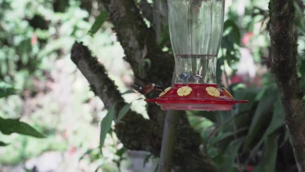 Des Colibris Rapides Minuscules Volent Autour Une Mangeoire Dans Forêt — Video