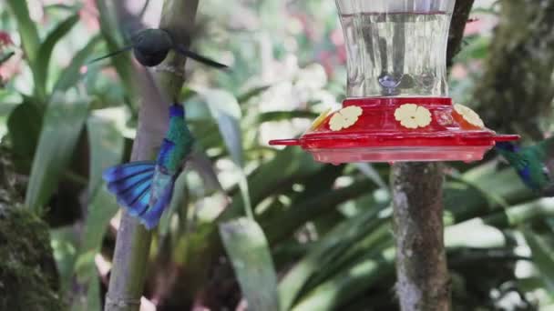 Des Colibris Rapides Minuscules Volent Autour Une Mangeoire Dans Forêt — Video