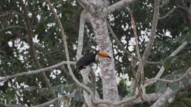 Toco Toucan, Ramphastos toco, Pantanal 'ın bataklık bölgesindeki güncel bir ağaçtan Brezilya' daki Porto Jofre 'ye doğru atlıyor..