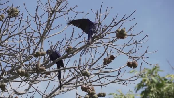 美丽的蓝色水仙花金刚鹦鹉 Anodorhynchus Hyacinthinus 爬过世界上最大的沼泽地Pantanal的树木 沿着横贯斑马奈拉的路线通往巴西的Jofre港 — 图库视频影像