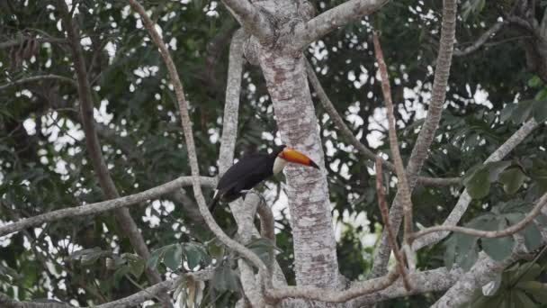 Toco Toucan Ramphastos Toco Skacząc Przez Miejscowe Drzewo Bagnach Pantanalu — Wideo stockowe