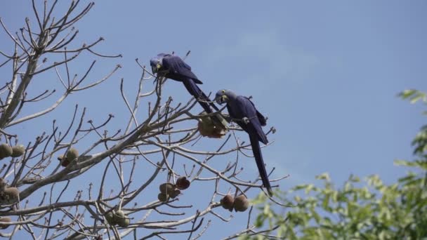 美丽的蓝色水仙花金刚鹦鹉 Anodorhynchus Hyacinthinus 爬过世界上最大的沼泽地Pantanal的树木 沿着横贯斑马奈拉的路线通往巴西的Jofre港 — 图库视频影像