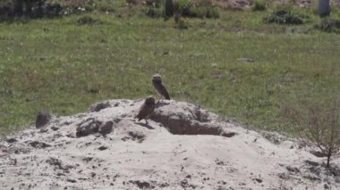 Yuvalanan baykuş, Athene cunicularia da Shoco, ininin önünde yerde oturuyor ve Brezilya 'daki Pantanal bataklık bölgesini dikkatle izliyor..