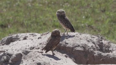 Yuvalanan baykuş, Athene cunicularia da Shoco, ininin önünde yerde oturuyor ve Brezilya 'daki Pantanal bataklık bölgesini dikkatle izliyor..