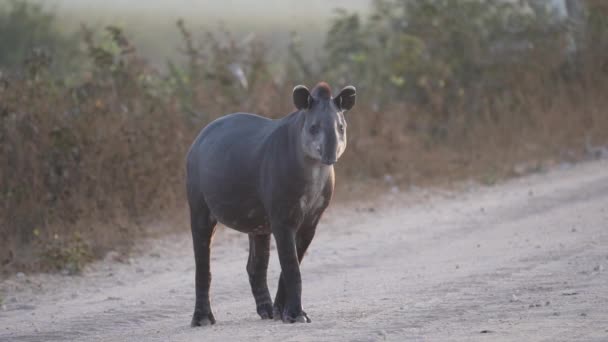 Tímido Esquivo Tapir Sudamericano Tapirus Terrestris Caminando Por Carretera Grava — Vídeos de Stock