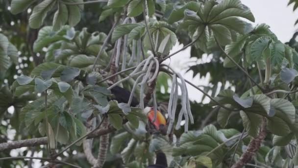 Toco Toucan Ramphastos Toco Hopping Μέσα Από Ένα Τοπικό Δέντρο — Αρχείο Βίντεο