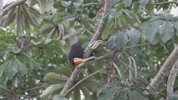 Toco Toucan Ramphastos Toco Skacząc Przez Miejscowe Drzewo Bagnach Pantanalu — Wideo stockowe