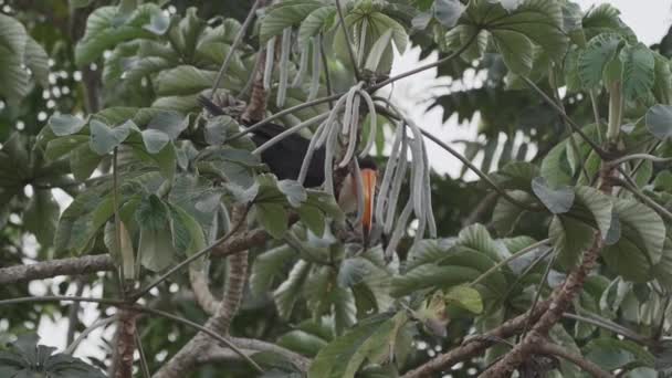 Toco Toucan Raπstos Toco 在潘塔纳伊拉河畔沼泽地区的一棵树上跳跃 向巴西的Jofre港飞去 — 图库视频影像