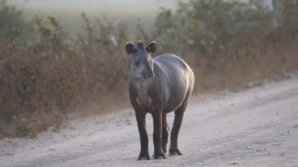 Tímido Esquivo Tapir Sudamericano Tapirus Terrestris Caminando Por Carretera Grava — Vídeo de stock