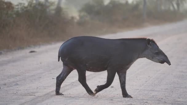 Tímido Esquivo Tapir Sudamericano Tapirus Terrestris Caminando Por Carretera Grava — Vídeo de stock