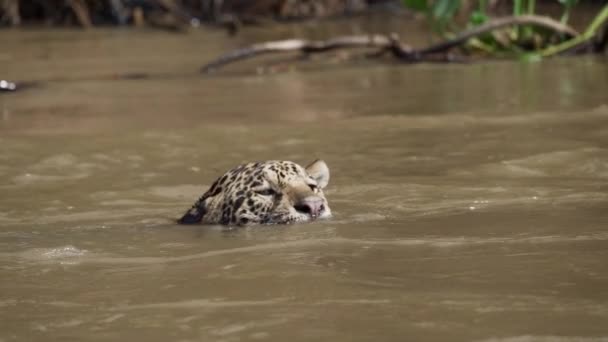 Офеуар Panthera Onca Большая Солитарная Кошка Родом Америки Плавающая Мутной — стоковое видео