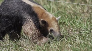 Güney Tamandua (Portekizce: 