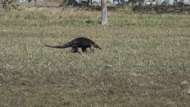 塔曼杜阿 Tamandua Tetradactyla 是一种产于南美洲的食蚁兽 产于巴西南部潘塔纳的草地上觅食 — 图库视频影像