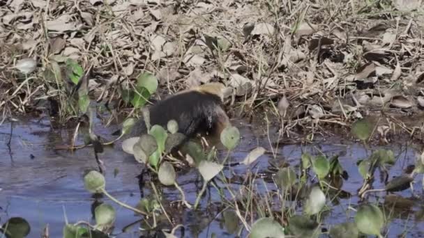 塔曼杜阿 Tamandua Tetradactyla 是一种产于南美洲的食蚁兽 产于巴西南部潘塔纳的草地上觅食 — 图库视频影像