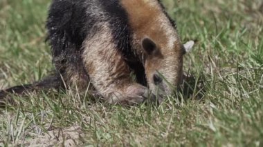Güney Tamandua (Portekizce: 