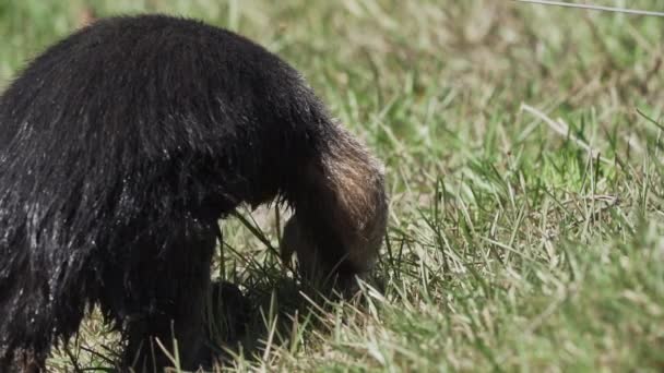 Tamandua Selatan Tamandua Tetradactyla Juga Berkerah Anteater Atau Anteater Rendah — Stok Video