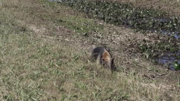Der Südliche Tamandua Tamandua Tetradactyla Auch Kragen Ameisenbär Oder Kleiner — Stockvideo
