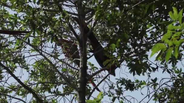 赤と緑のマカオ アラクロコプター 緑の翼のマカオ ブラジルのバラコダスアラスにある熱帯の木に座って — ストック動画
