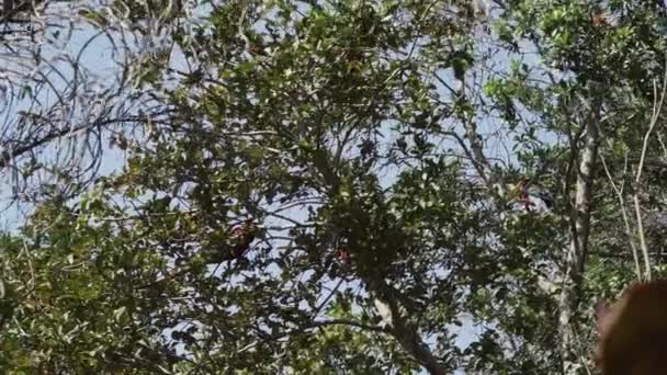 Arara Vermelha Verde Ara Chloropterus Também Arara Alada Verde Sentada — Vídeo de Stock