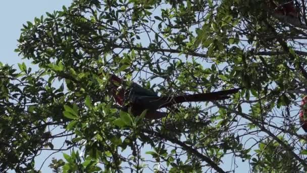 红绿相间的金刚鹦鹉Ara Chloropterus 也是绿翅金刚鹦鹉 栖息在巴西婆罗洲的一棵热带树上 — 图库视频影像