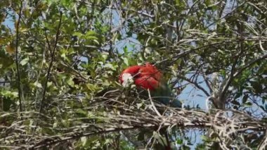Kırmızı ve yeşil papağan, Ara kloropterus, ayrıca yeşil kanatlı papağan, Brezilya 'da Buraco das Araras' ta tropikal bir ağaçta oturuyor..
