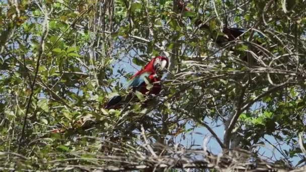 Kırmızı Yeşil Papağan Ara Kloropterus Ayrıca Yeşil Kanatlı Papağan Brezilya — Stok video