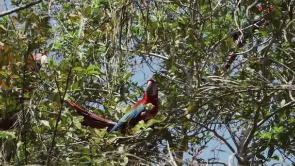 Röd Och Grön Macaw Ara Chloropterus Även Grön Bevingad Macaw — Stockvideo