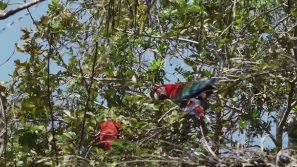Arara Vermelha Verde Ara Chloropterus Também Arara Alada Verde Sentada — Vídeo de Stock