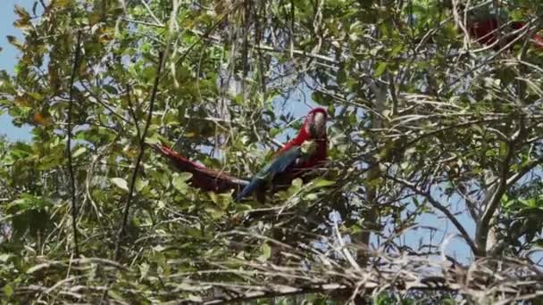 Guacamayo Rojo Verde Ara Chloropterus También Guacamayo Alado Verde Sentado — Vídeos de Stock