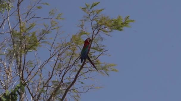 赤と緑のマカオ アラクロコプター 緑の翼のマカオ ブラジルのバラコダスアラスにある熱帯の木に座って — ストック動画