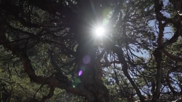 Stare Krzywe Drzewo Pięknej Turkusowej Wodzie Jeziora Laguna Paron Laguny — Wideo stockowe