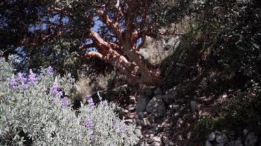 Huascaran, Peru 'daki Cordillera Blanca' nın yüksek And Dağları 'ndaki laguna paron lagününün güzel turkuaz suyunda karla kaplı dağ zirveleri ve buzulları olan eski eğri ağaç.