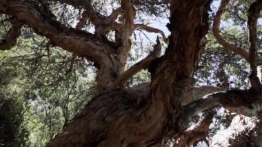 Huascaran, Peru 'daki Cordillera Blanca' nın yüksek And Dağları 'ndaki laguna paron lagününün güzel turkuaz suyunda karla kaplı dağ zirveleri ve buzulları olan eski eğri ağaç.