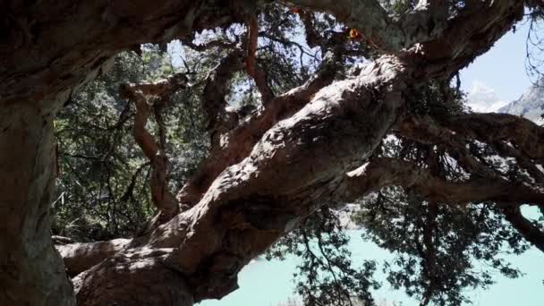Старе Криве Дерево Красивій Бірюзовій Воді Лагуни Озера Лагуна Висоті — стокове відео