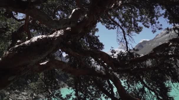 Старое Кривое Дерево Красивой Бирюзовой Воды Озера Лагуна Парон Лагуна — стоковое видео