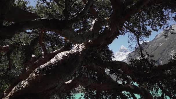 Gammalt Krokigt Träd Vid Det Vackra Turkosa Vattnet Sjön Lagunalagunen — Stockvideo