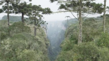 Rio Grande do Sul 'un Serra Geral Sıradağları' ndaki Aparados da Serra Milli Parkı 'ndaki Itaimbezinho kanyonu ve kıyı ormanları, çayırlar ve Araucaria nemli ormanları arasındaki Santa Catarina..