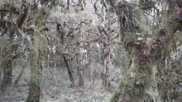 位于南里约格朗德多和圣卡塔里纳Serra Geral山脉沿海森林 草原和阿劳卡利亚湿润森林之间的国家公园的Itaimbezinho峡谷 — 图库视频影像