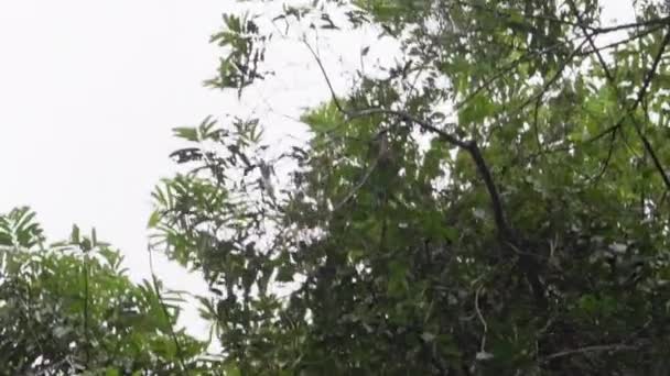 Mignon Petit Singe Écureuil Sautant Travers Canopée Forêt Tropicale Dans — Video