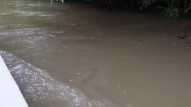 Cuyabeno vahşi yaşam beldesinin tropcial nehrinden geçerek Ekvador 'daki Amazon bölgesinin yağmur ormanlarından geçen deniz kenarından deniz manzarası..