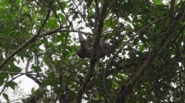 Ekvador 'un Amazon bölgesindeki Cuyabeno doğal yaşam rezervinin yağmur ormanlarındaki tropikal bir ağacın tepesinde asılı duran tembel hayvan..