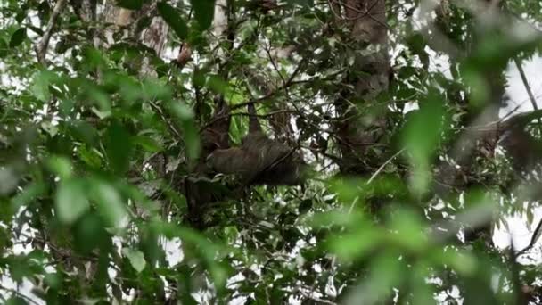 Ленивец Висит Навесе Тропического Дерева Тропических Лесах Заповедника Куябено Районе — стоковое видео