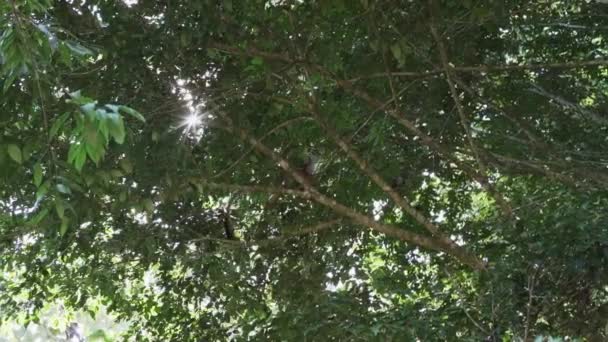 Carino Scimmietta Scoiattolo Saltando Attraverso Baldacchino Della Foresta Pluviale Tropicale — Video Stock