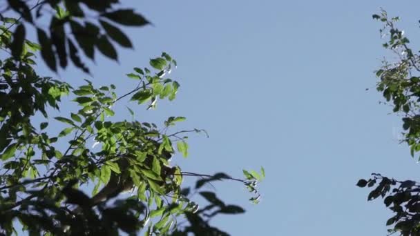 Милая Маленькая Белочка Обезьянка Прыгающая Через Навес Тропических Лесов Заповеднике — стоковое видео