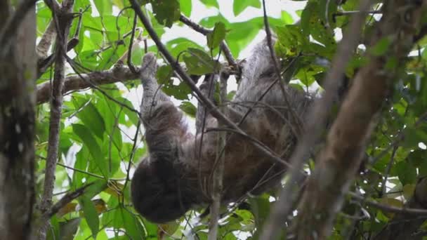 Ekvador Amazon Bölgesindeki Cuyabeno Doğal Yaşam Rezervinin Yağmur Ormanlarındaki Tropikal — Stok video