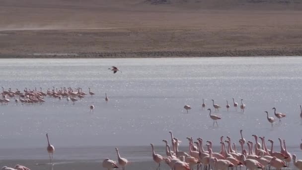 Rebaño Flamencos Rosados Reunidos Una Colorida Laguna Gran Altitud Del — Vídeos de Stock