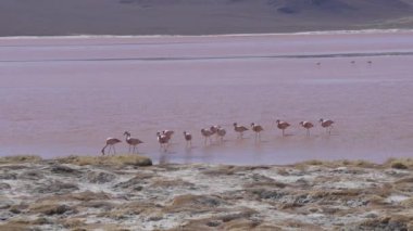 Laguna Colorada 'nın renkli tuzlu suyunda toplanan bir grup pembe flamingo, Bolivya And Dağları' ndaki Altiplano 'nun yüksek irtifasındaki Uyuni Salf Düzlüğü gezisinde popüler bir durak..