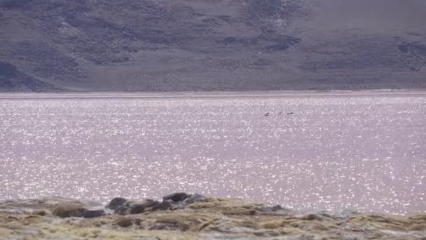 Groep Van Roze Flamingo Verzamelen Het Kleurrijke Zoute Water Van — Stockvideo